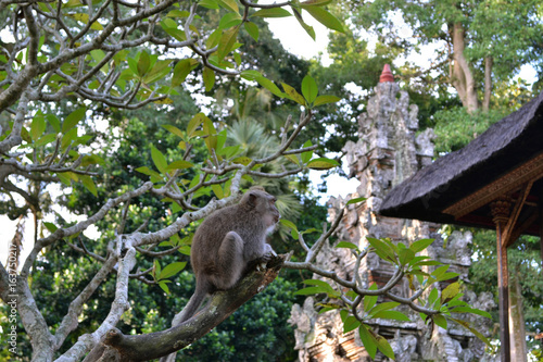Fototapeta Naklejka Na Ścianę i Meble -  Monkey in the temple.