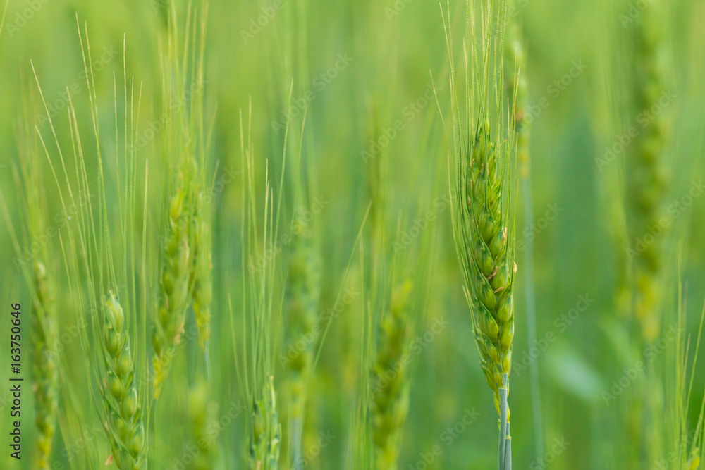 Green Wheat field