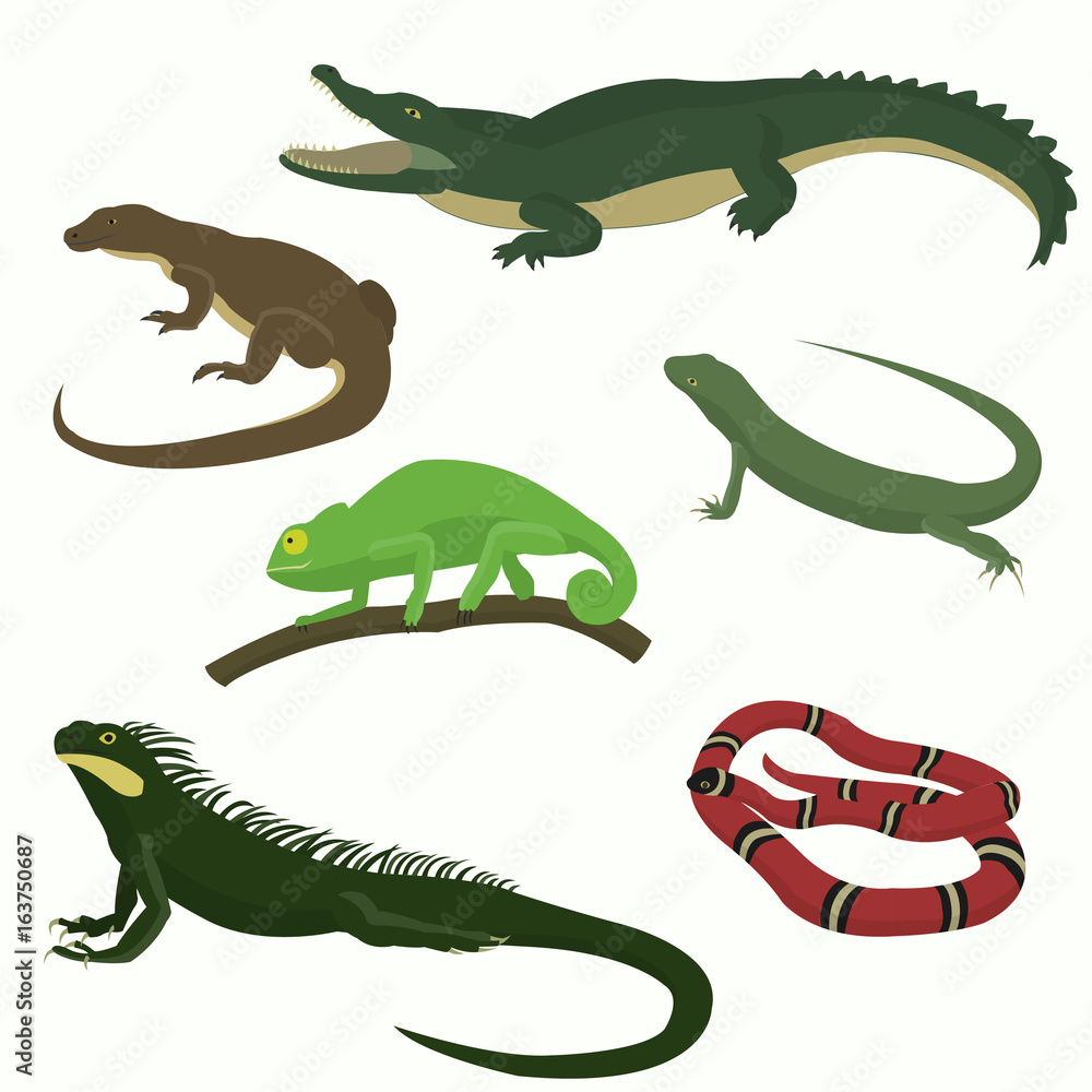 Fototapeta premium Set of reptiles and amphibians isolated on white background.