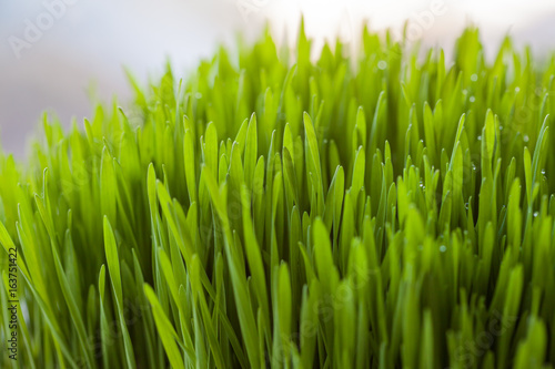 Fresh wheatgrass for juicing. photo