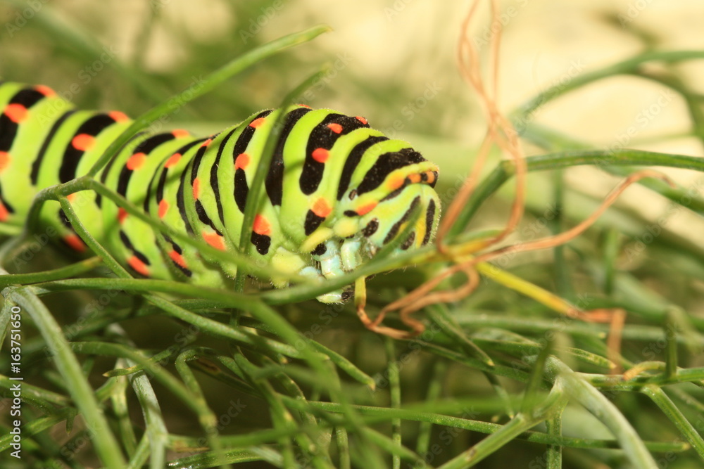 Papilio Machaon caterpillar