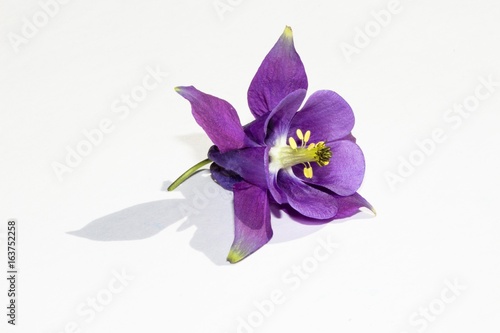 Violet flower of a field plant on a white background.