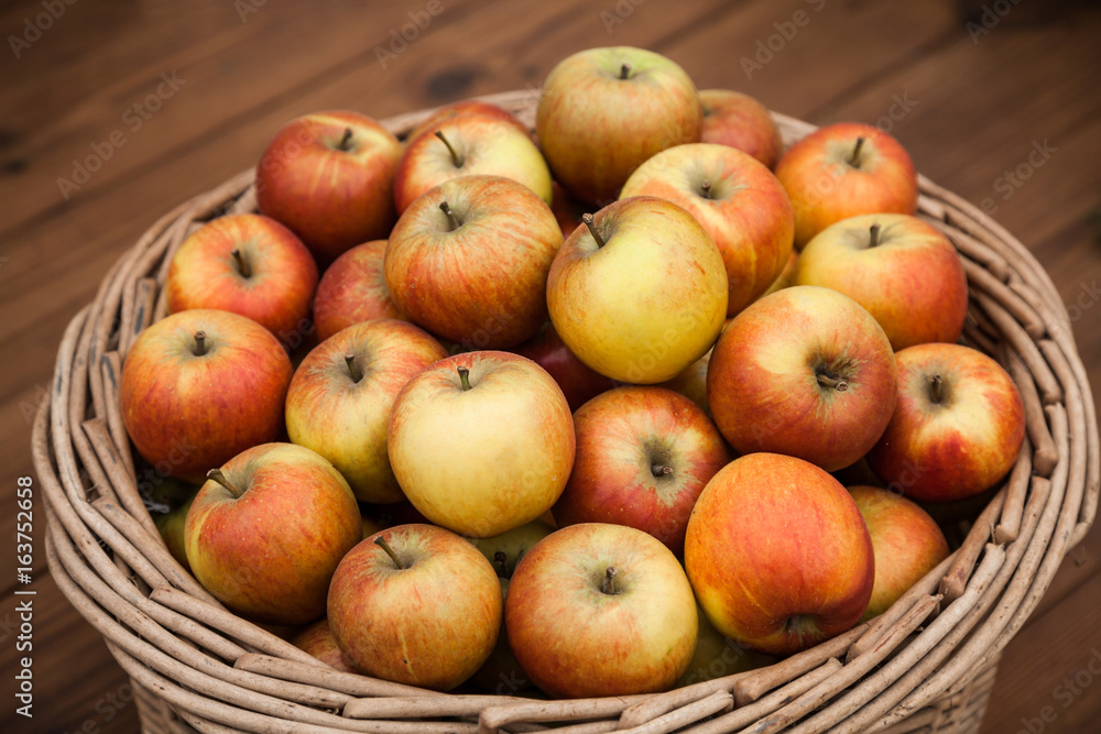 A harvest of apples in a wicker basket A harvest of apples in a wicker basket