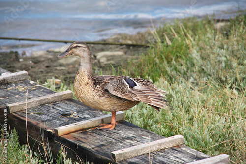 Canard