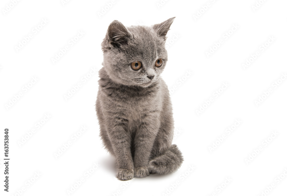 Gray kitten isolated