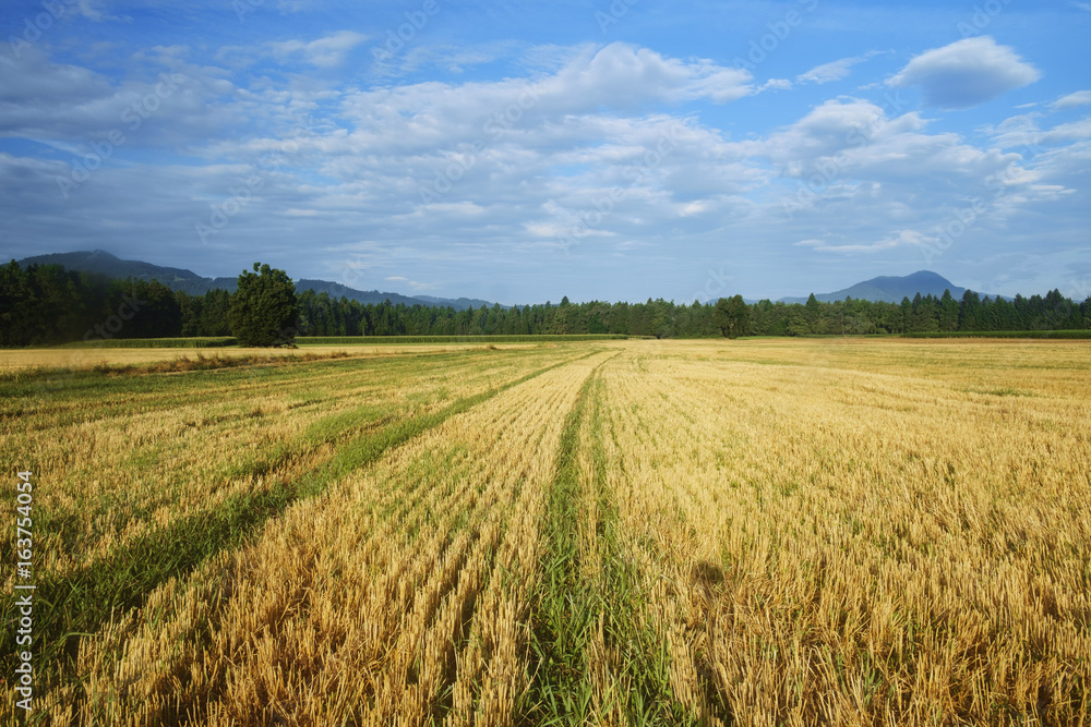 A freshly cut field of wheat
