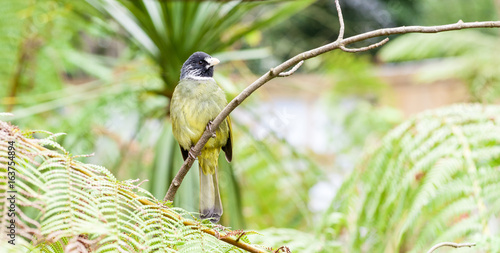 Collared Finchbill, Spizixos semitorques, perched on a branch on a bright sunny day photo