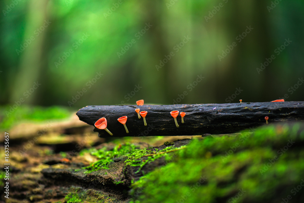 Champagne mushroom in rain forest Champagne mushroom in rain forest