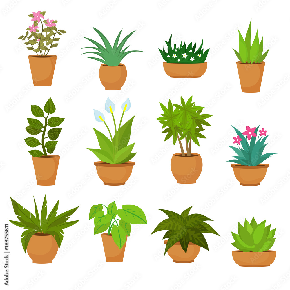 Indoor and outdoor landscape garden potted plants isolated on white. Vector set