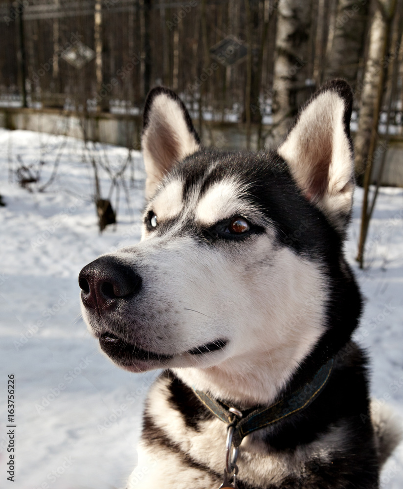 portrait of a dog breed Siberian Husky in Winter Park
