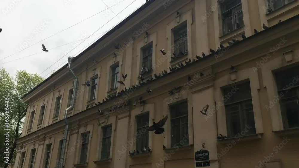 SLOW MOTION: Doves fly from a house SLOW MOTION: Doves fly from a house