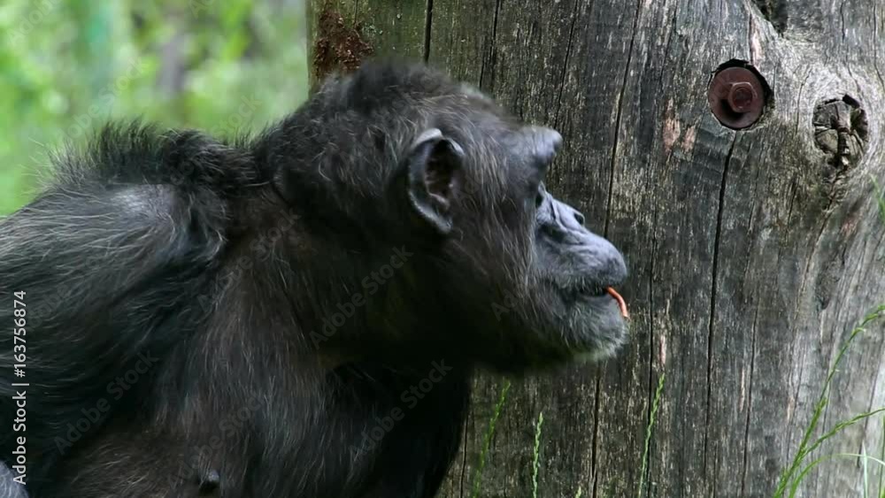 Common chimpanzee (lat. Pan troglodytes). Specie of great ape. Common chimpanzee (lat. Pan troglodytes). Specie of great ape.