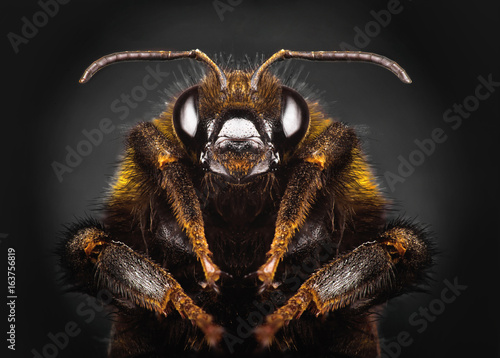 Portrait bumblebee close-up on black isolated background