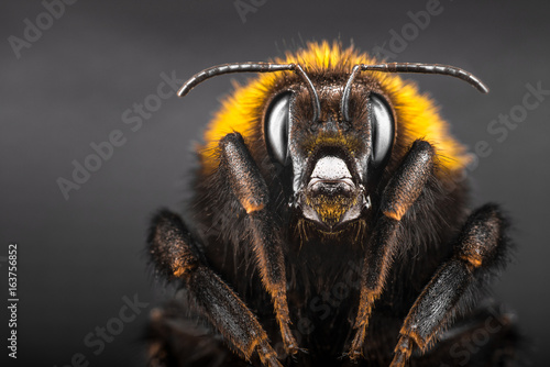 Tableau sur toile Portrait bumblebee close-up on black isolated background