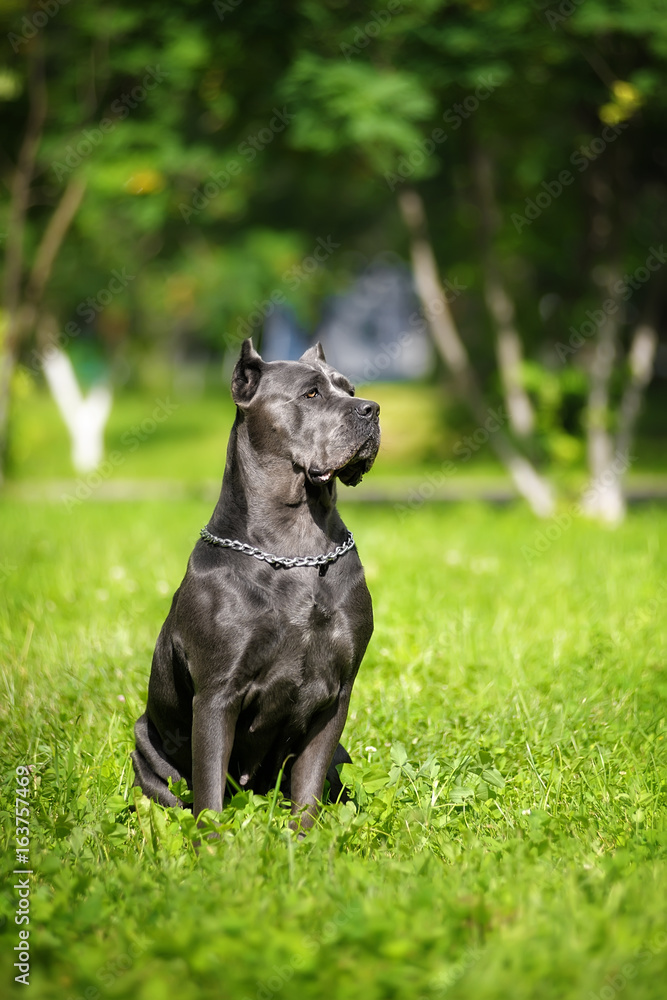 portrait silver Italian cane Corso in the Park on the green lawn. Strength, power, muscle, dog portrait silver Italian cane Corso in the Park on the green lawn. Strength, power, muscle, dog