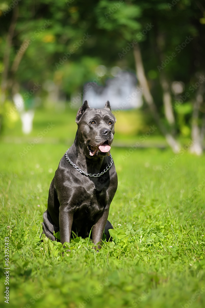 portrait silver Italian cane Corso in the Park on the green lawn. Strength, power, muscle, dog portrait silver Italian cane Corso in the Park on the green lawn. Strength, power, muscle, dog