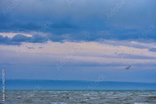 bird flying over surface of green sea waves at cloudy day    © photollurg
