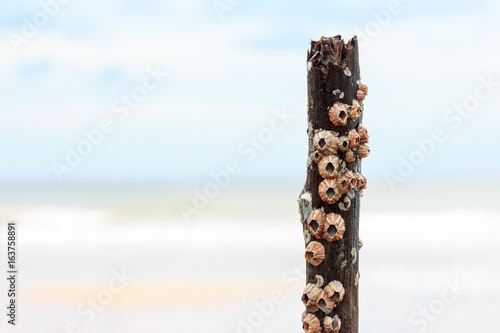 Group of barnacles bore to the wood photo