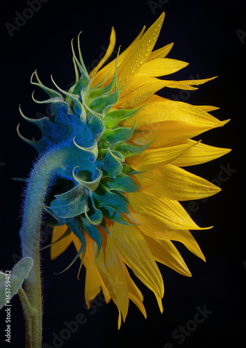 Common Sunflower Flower Head
