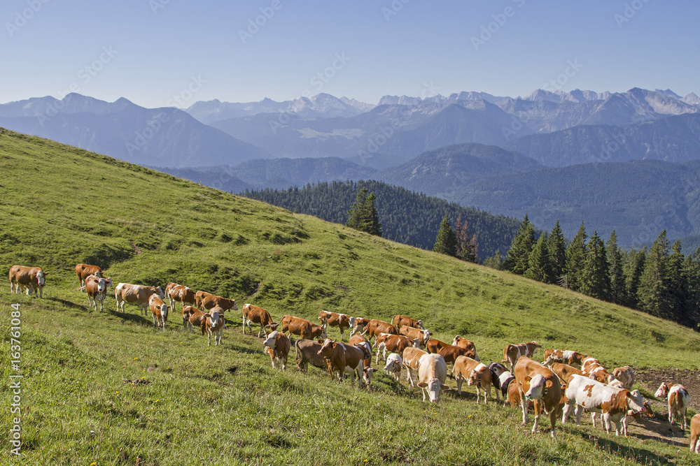 Kuhherde auf einer Bergwuese