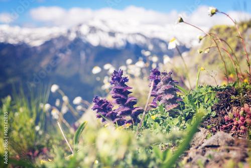 Wildflowers, close-up, blooming in the alpine meadow