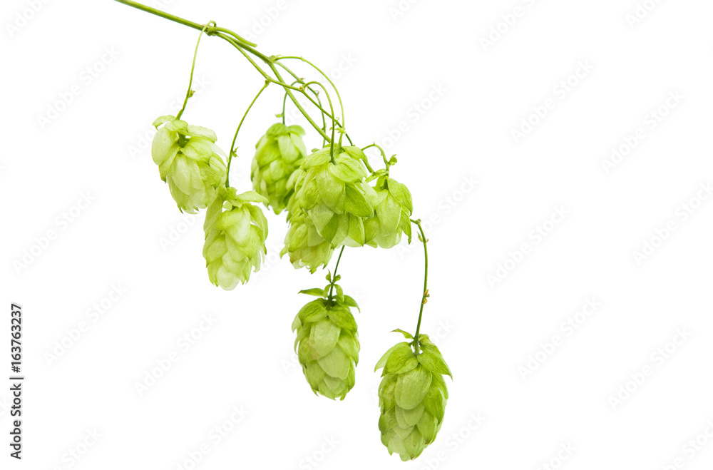Hop cones isolated Hop cones isolated