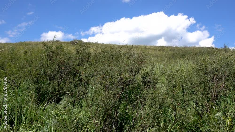 Yellow-green hill and sky with clouds. Wild grasses. Mixed grass. Summer sunny day. Beautiful summer landscape. Realtime video Yellow-green hill and sky with clouds. Wild grasses. Mixed grass. Summer sunny day. Beautiful summer landscape. Realtime video