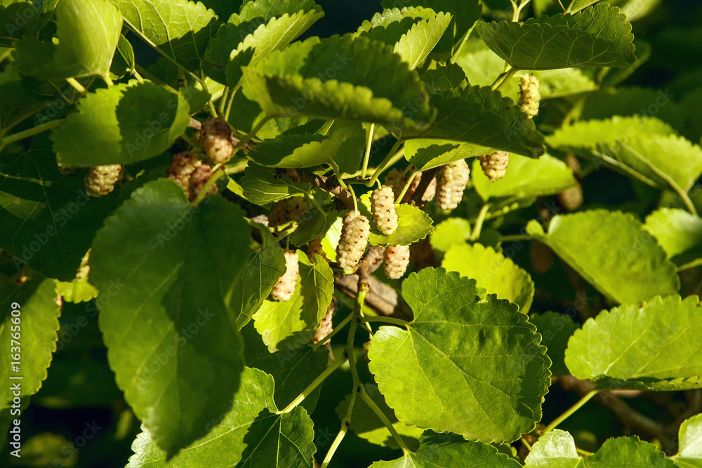 Fresh ripe mulberry berries on the branch Fresh ripe mulberry berries on the branch