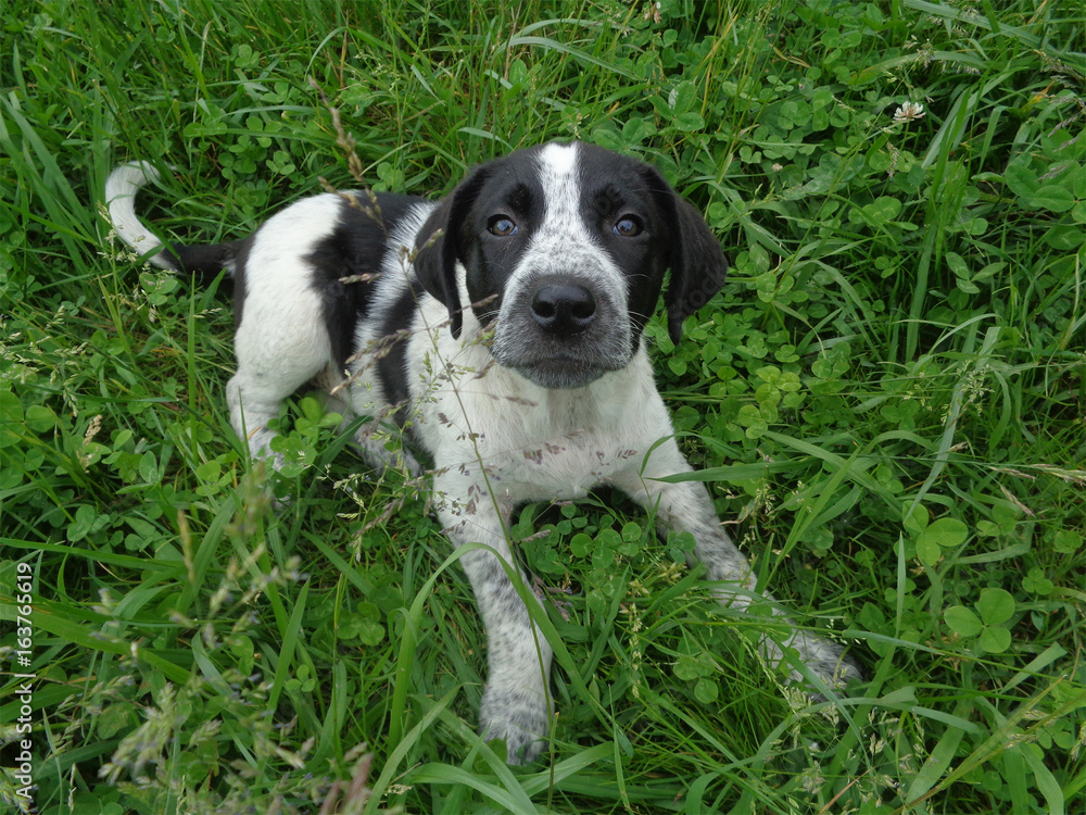 Black and white homeless puppy among clover and green grass Black and white homeless puppy among clover and green grass