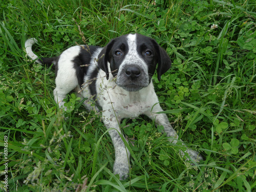 Black and white homeless puppy among clover and green grass