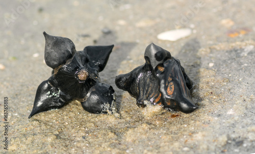 Fruit of water chile. Water chestnut. Mascot to attract cash flow, magic photo