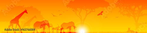 animali, sole, savana