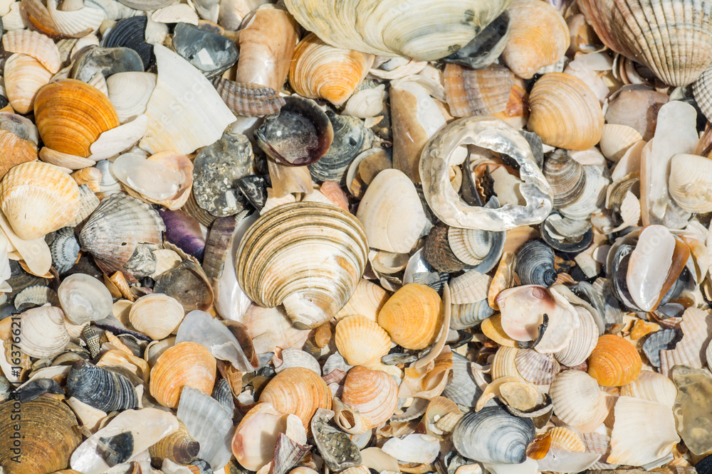 Shells under the water by the sea