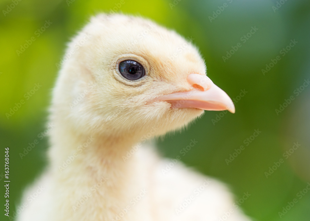 Cute little newborn chicken turkey, on green outdoors background. One young nice big bird, close-up head. Cute little newborn chicken turkey, on green outdoors background. One young nice big bird, close-up head.