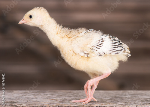Photography Cute little newborn chicken turkey, on wooden background