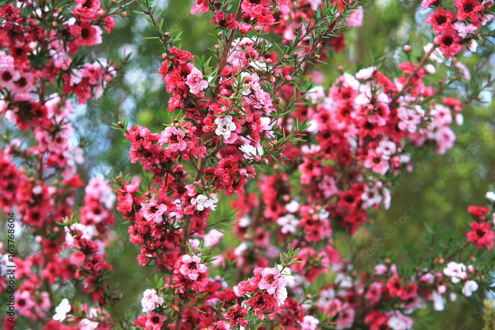 Obraz premium Beautiful flowers of Broom tea-tree,many red and pink flowers blooming in the garden in autumn