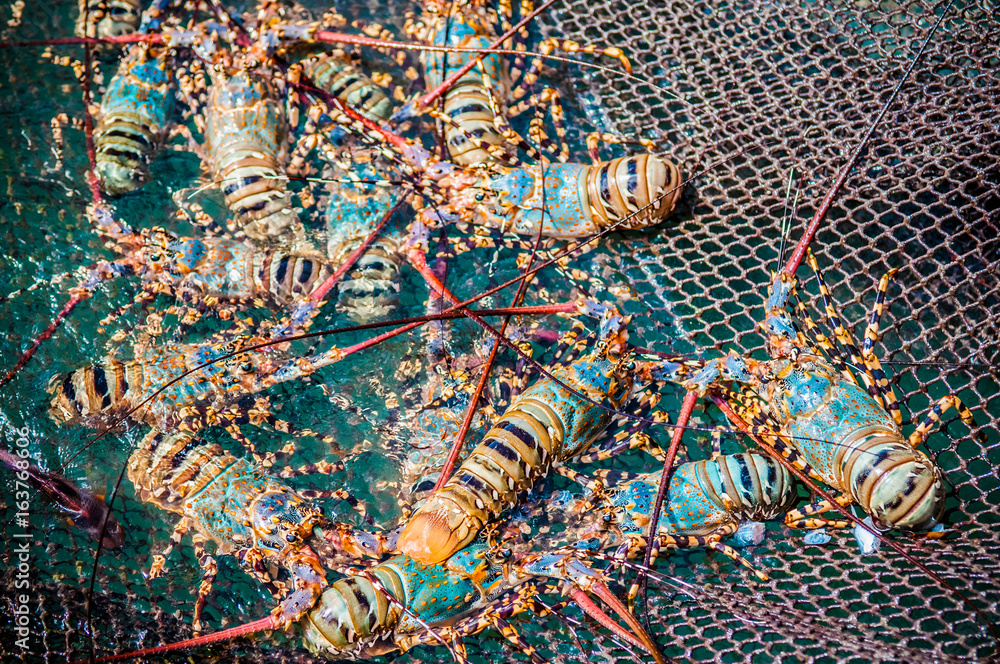 Painted spiny lobster catching