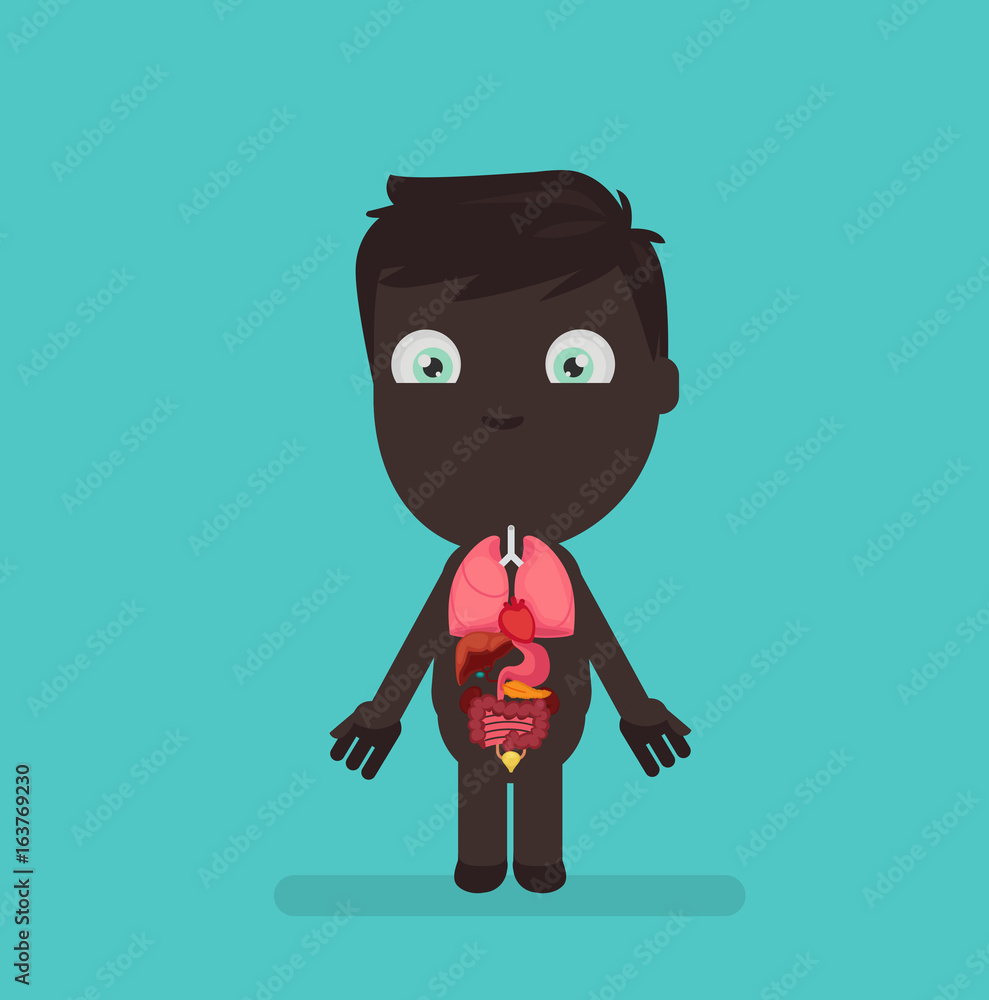 Human body anatomy vector illustration