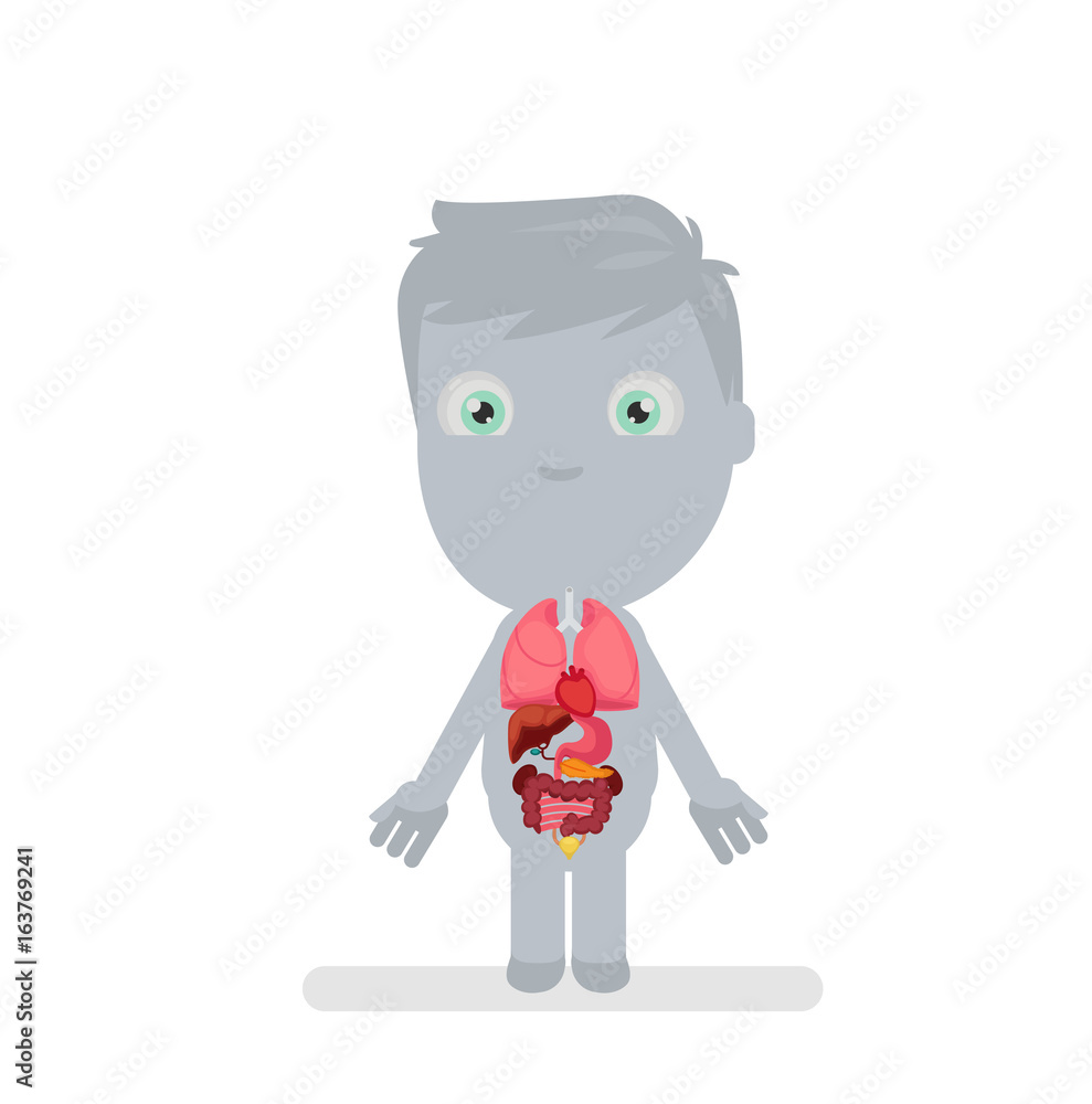 Human body anatomy vector illustration Human body anatomy vector illustration