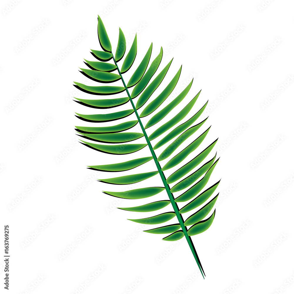 Green palm leaf Green palm leaf