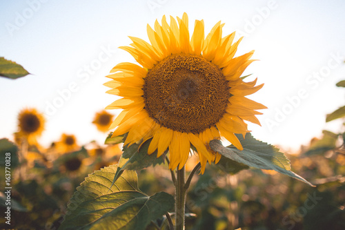 Closeup picture of sunflowers over sunset lights  summer time
