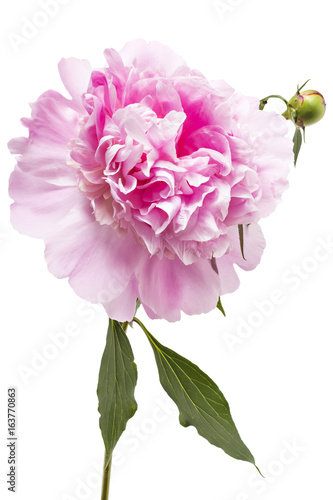 Beautiful pink peony flower, Paeonia lactiflora, isolated on white background