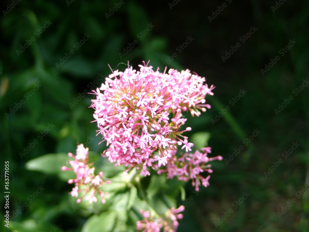 Fleur rose Fleur rose