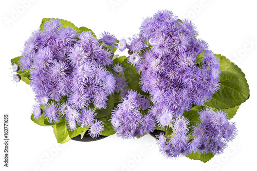 Beatifull fluffy blue Ageratum houstonianum in flower pot on the white background. Conoclinium coelestinum. Garden plants
