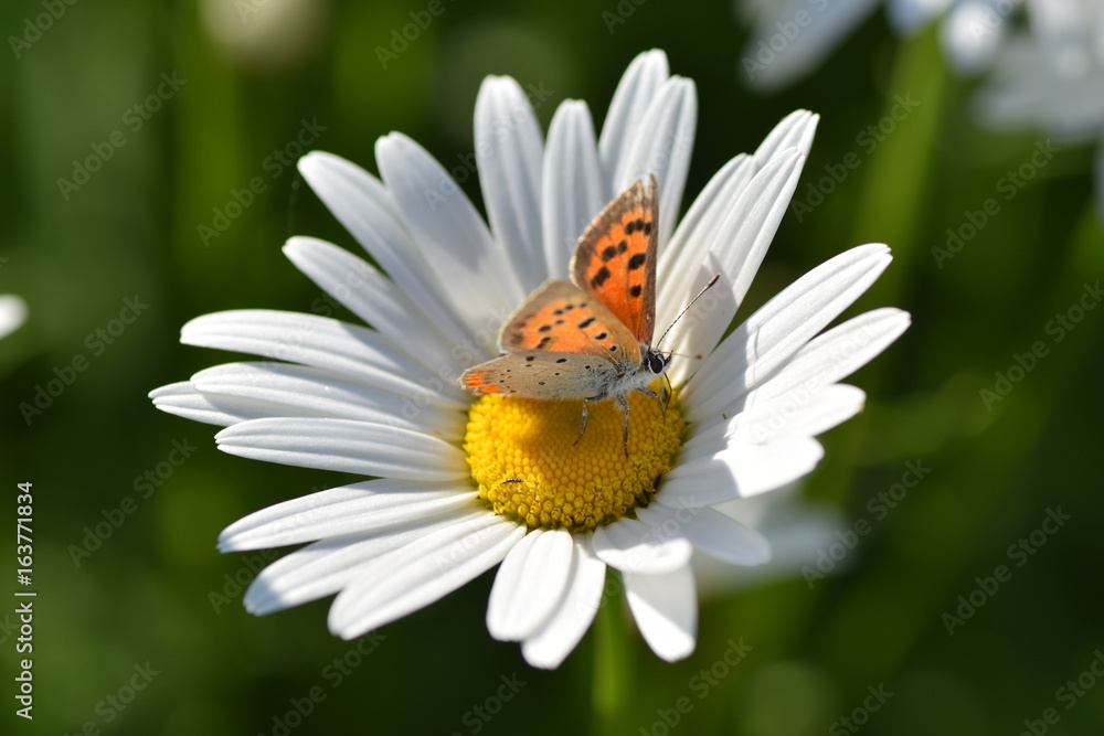 Красивая бабочка сидит на цветке и собирает нектар