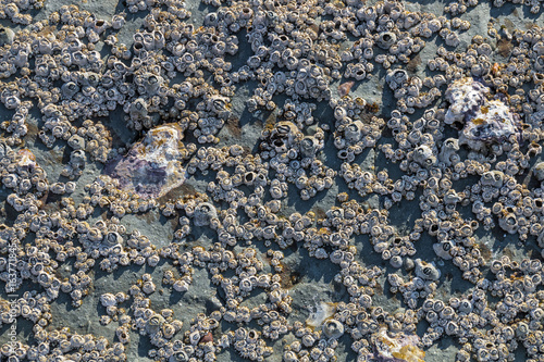 Patterns and Textures of  Rock Covered in Barnacles Background