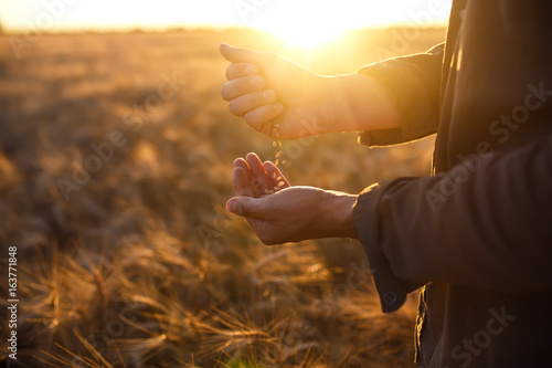 The hands of a farmer close-up holding a handful of wheat grains in a wheat field.
Copy space of the setting sun rays on horizon in rural meadow Close up nature photo Idea of a rich harvest
