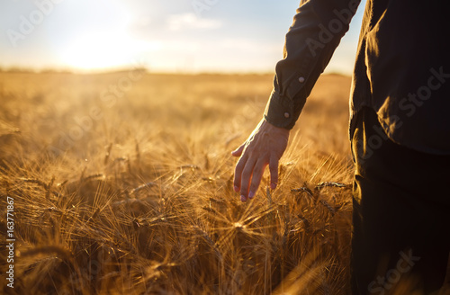 A man with his back to the viewer in a field of wheat touched by the hand of spikes in the sunset light.. Wheat sprouts in a farmer's hand.Farmer Walking Through Field Checking Wheat Crop