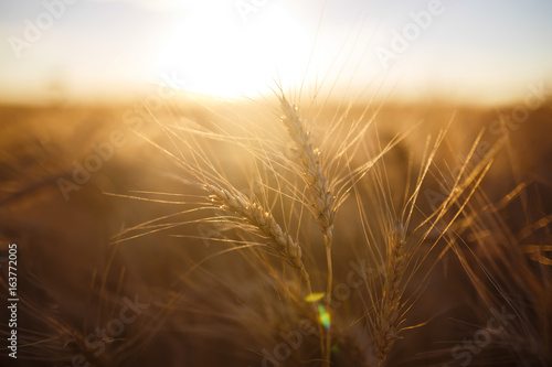 Wheat field. Ears of golden wheat close up. Beautiful Nature Sunset Landscape. Rural Scenery under Shining Sunlight. Background of ripening ears of meadow wheat field. Rich harvest Concept    