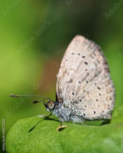 Wallpaper Mural Lepidoptera macro resting on leaf Torontodigital.ca